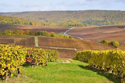 Champagne Tour from Paris: Moet and Chandon, Hautvillers and the House of Mumm