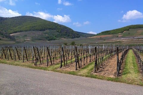 Between vines and mountains from spring with greenish colors