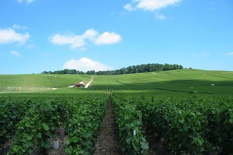 Private Champagne Tour and Reims from Paris with Hotel Pick Up
