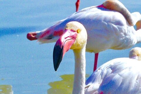 Pink flamingo (Camargue)