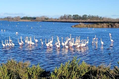 Flamingo