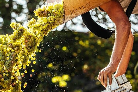 Vouvray vineyard