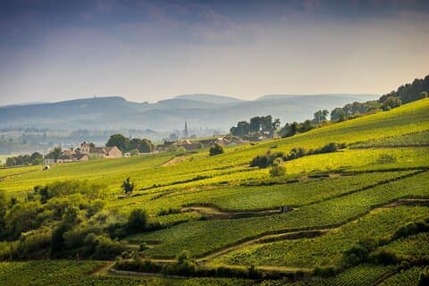 Vines in Burgundy