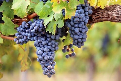 A taste of Medoc Half Day Private Wine Tour from Bordeaux Port