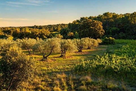 Immersive Guided Tour in the Garrigue