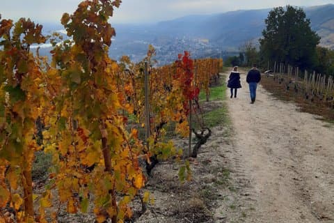 Exclusive Wine Tour and Tasting in the Rhone