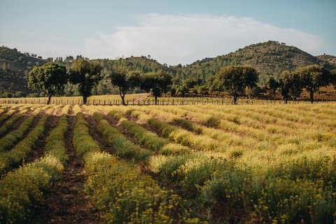 Visit to a distillery of Corsican Essential Oils