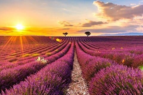 Lavender Tower of Valensole and Moustiers Sainte Marie