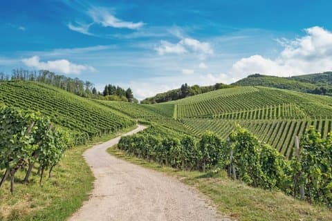 Local Craftsman Guide Vineyard Tour and 6 Orschwihr Wines