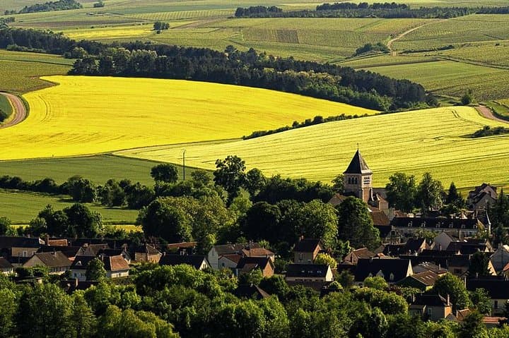 Chablis Vineyard