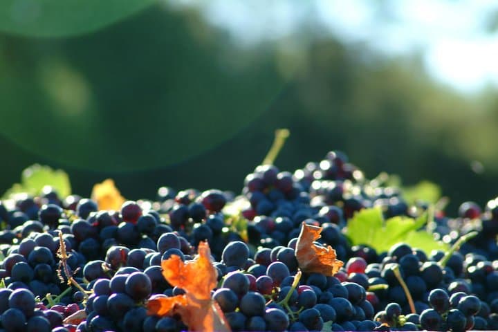 Half day Wine Tour in Côteaux Aix from Aix en Provence