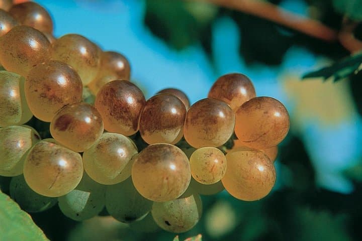 Grapes
