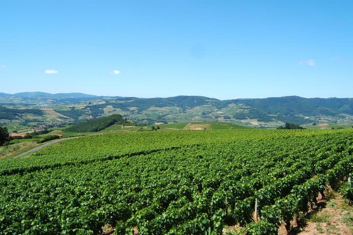 Beaujolais Wine Discovery - Half Day - Small group tour from Lyon