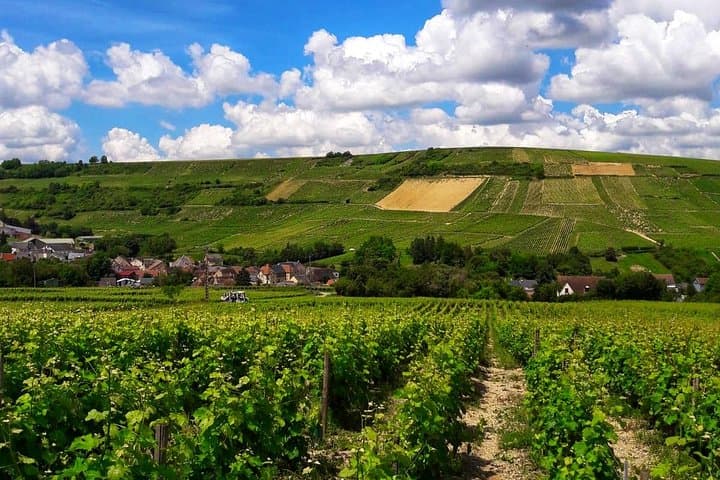 Wine and Cheese Pairing day tour