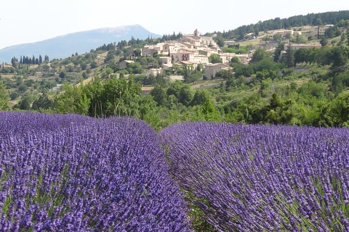 lavender