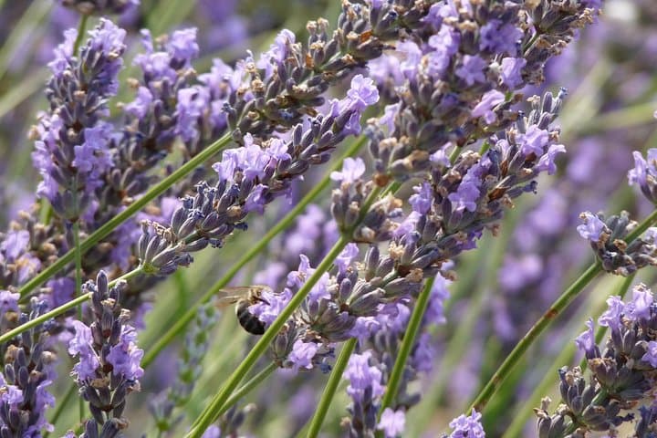 lavender flower