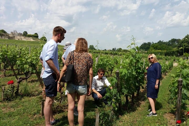 Saint-Emilion vineyard