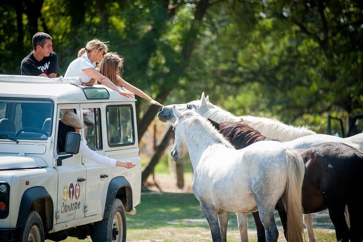 Horses