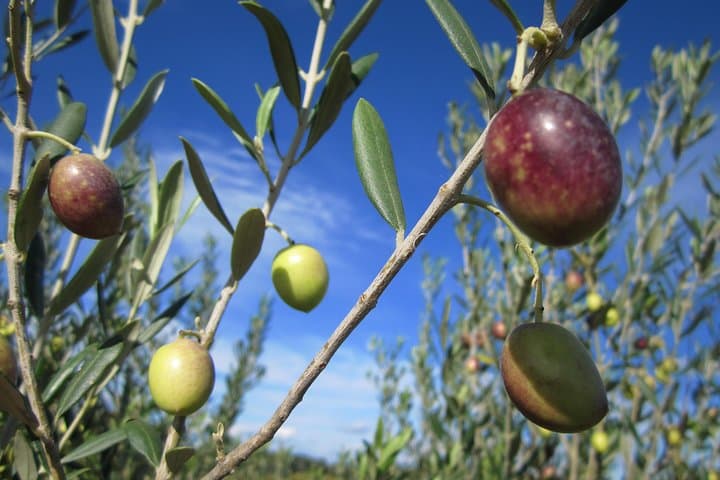 Olives