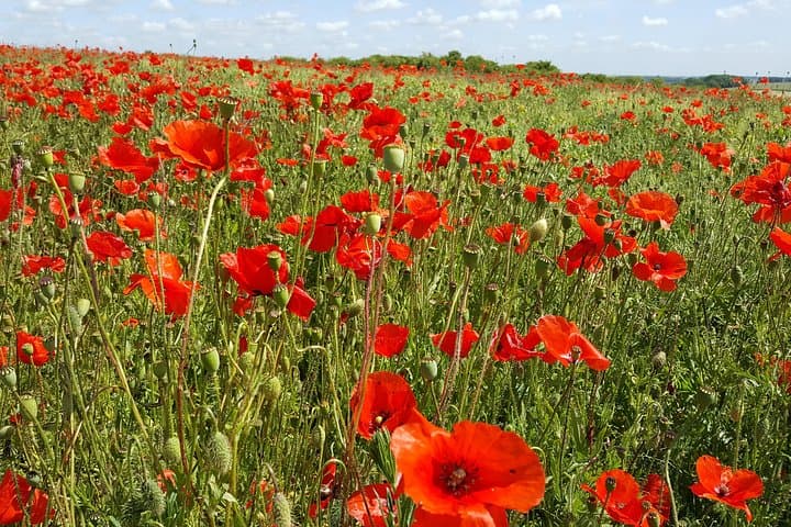 Australian Battlefields Private Tour in Fromelles and Flanders from Lille