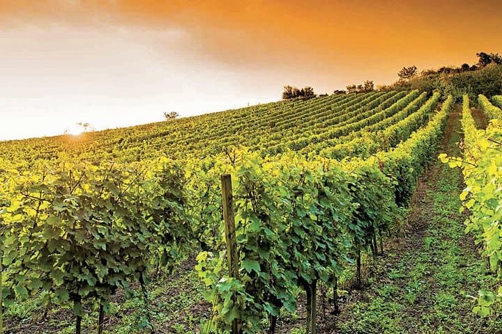 vignobles