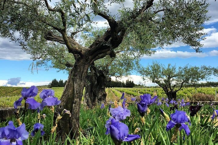 Olive trees and vineyard