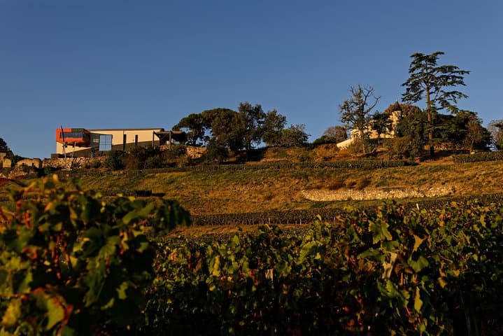 Saint-Emilion Grand Cru Classé: Visit & Tasting in English