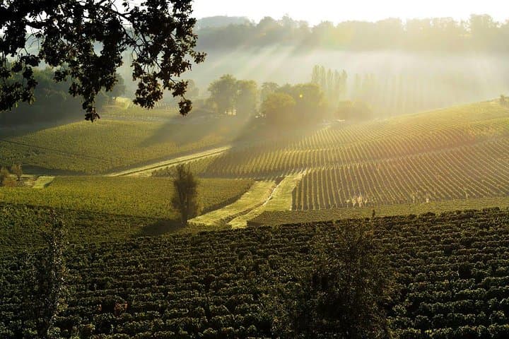 Saint-Emilion Grand Cru Classé: Visit & Tasting in English