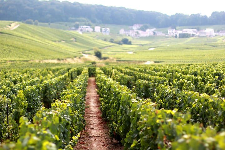 Magic VIP trip in the Champagne region with your private local guide