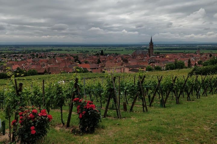 View of the plain of Alsace and the vineyard