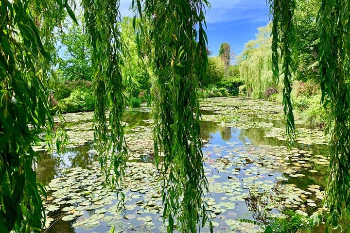 Lily's Pond