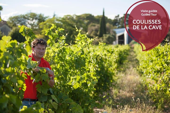 The winemaker at the heart of his vineyard