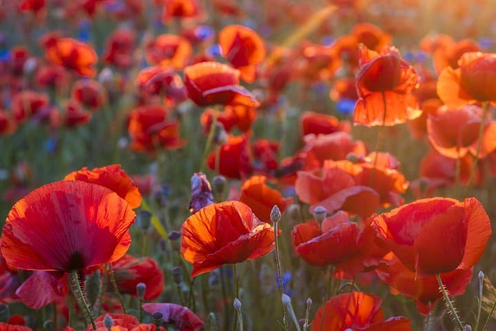 Poppy fields