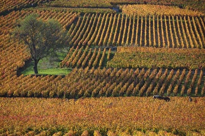 Vineyards of Vosne-Romanée, Côte de Nuits