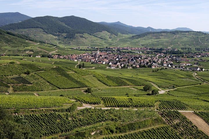 Yes, we have got vineyard here.