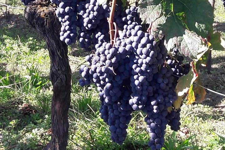 Half-day tour to Saint Emilion, a UNESCO site, with a private guide