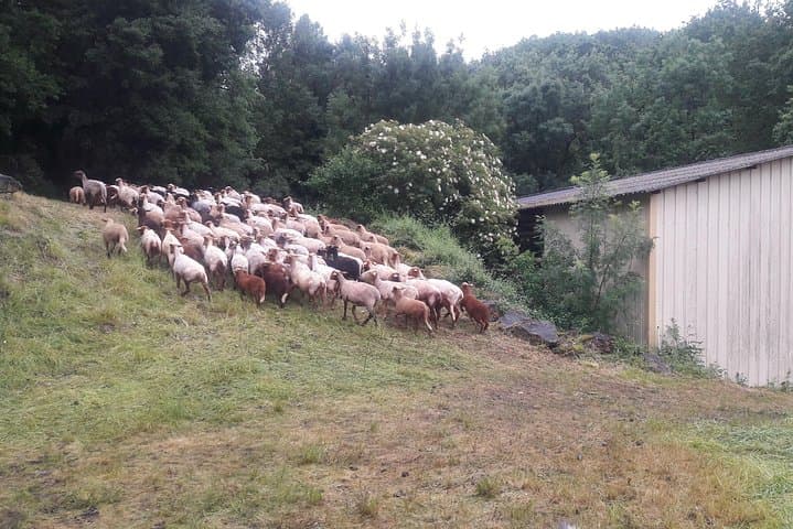 Introduction to spinning local wool on a traditional spinning wheel