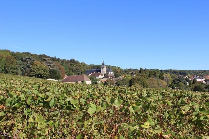 Vineyards of Champagne