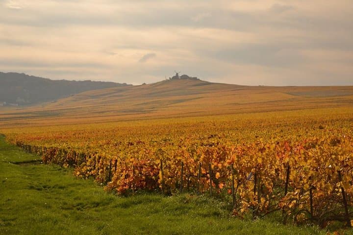 Champagne in autumn