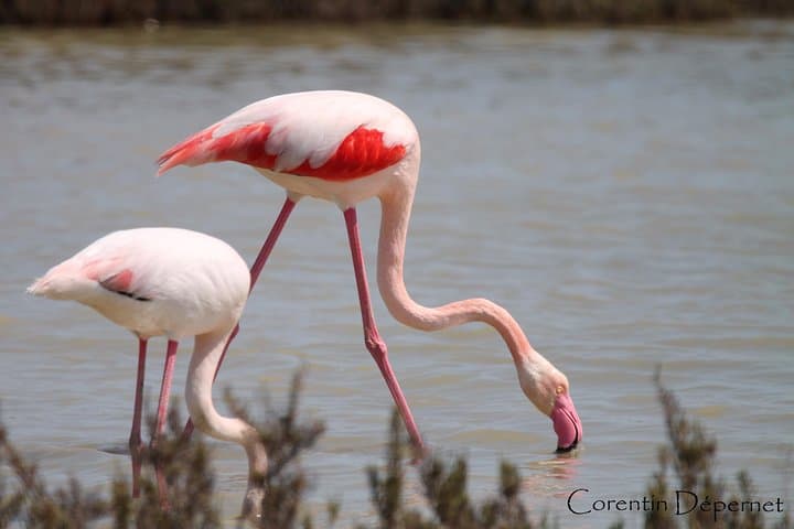 Flamingos