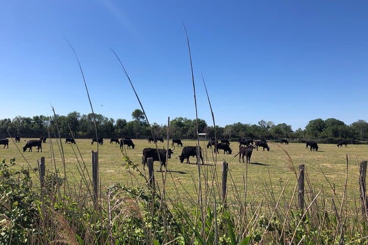Camargue bulls