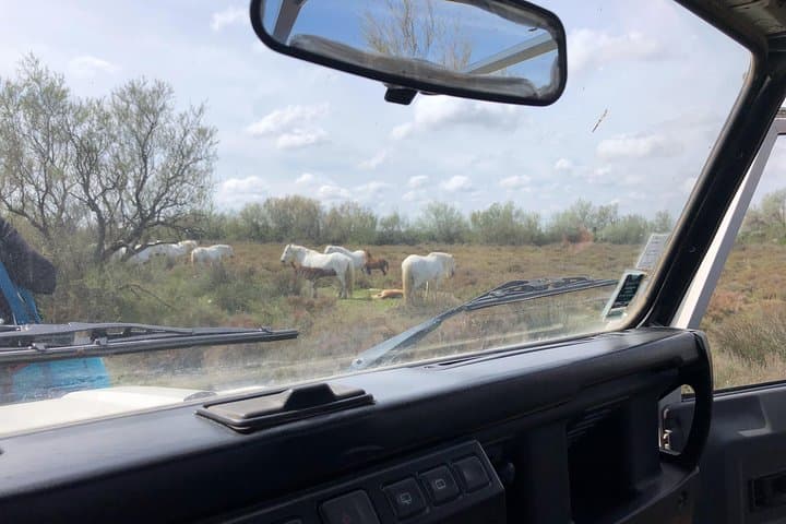 Camargue 4x4 Safari Camargue Horse