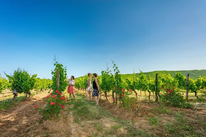 Classic visit and tasting of 3 wines
