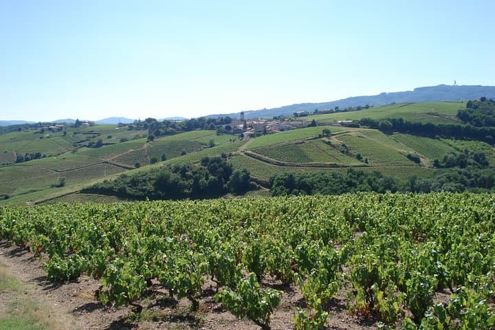Winemaker's aperitif with Tasting and Chiroubles Chew