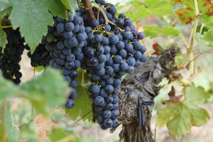 The Ultimate wine tour for 1855 classified chateaux