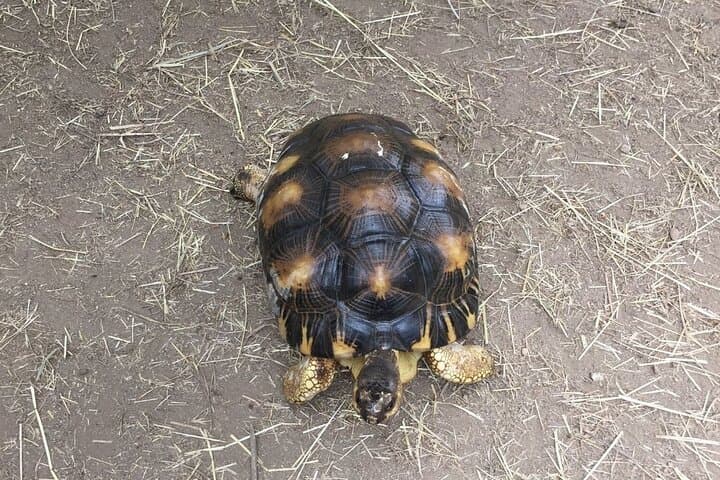 Corsica A Cupulatta Turtle Park Skip the Line Admission Ticket
