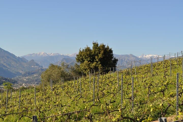 The Alps in the distance