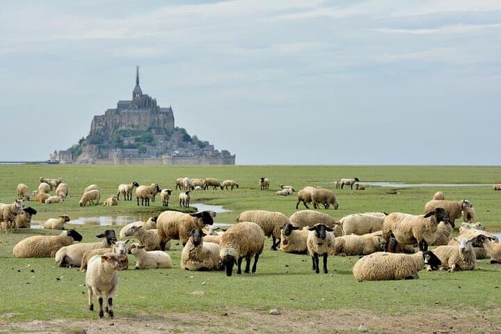 Mont-Saint-Michel salt-meadow lamb