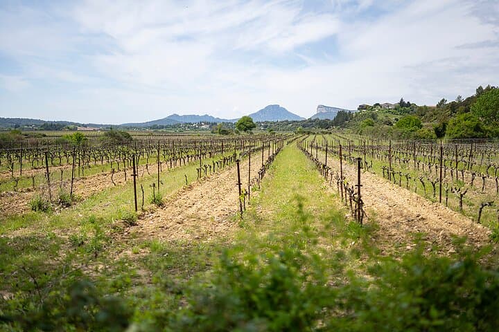 vineyrad of pic saint loup