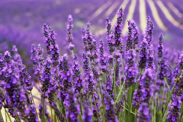Lavender fields